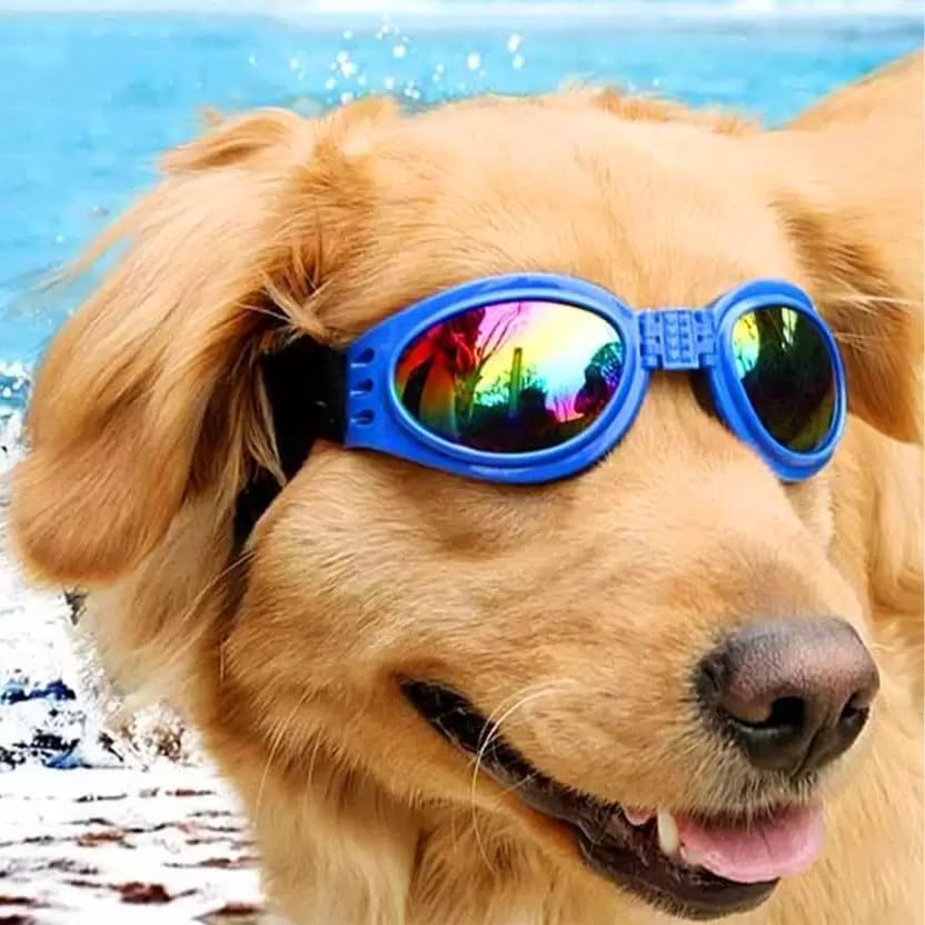 Boston Terrier Dog Sun Glasses Polarized UV Padded Adjustable Pet Sensitive Eye Sun PhotoPhobia Protection Swimming Calming Training Goggles - A-ZAREY